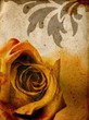 warm rose background warm rose background