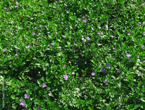 Photo: green/purple ground cover green/purple ground cover