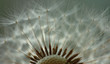 pusteblume