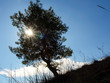 pine tree against sun pine tree against sun