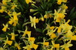 Foto: daffodil daffodil
