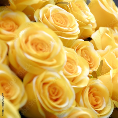 Foto: yellow roses yellow roses