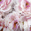 paeonia