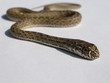 serpent