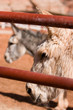 donkeys donkeys