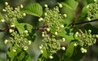 viburnum en boutons