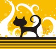 black cat