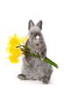 bunny with yellow flowers bunny with yellow flowers
