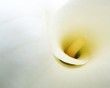 arum lily close arum lily close