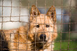 dog in the steel cage