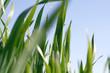 wiese vor blauem himmel