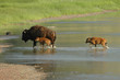 bison family