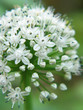 white flowers