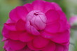 bright pink ranuculas