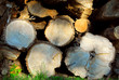 wood logs