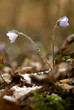 violet and snow