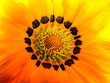 inside yellow flower