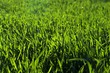 meadow