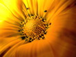 inside flower with bugs