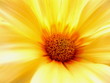 suny flower