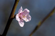 spring blossom