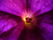 iside violet flower