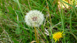 fleur à souffler