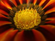 inside red flower