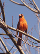 northern cardinal (cardinalis)