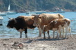 vaches à la mer