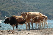 vaches de girolata