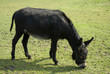 donkey in the grass