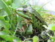 frosch steht model