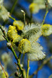 fluffy silky catkins close-up