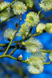 fluffy silky catkins close-up