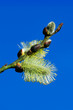 fluffy silky catkins close-up fluffy silky catkins close-up