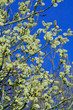 spring shrub of fluffy catckins spring shrub of fluffy catckins