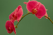 orchid orchid