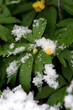 flowers in snowfall flowers in snowfall