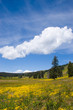 spring meadow spring meadow