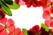 red flower frame over white background red flower frame over white background