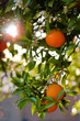 ripe oranges on a tree close-up. shallow dof