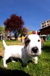 jack russel