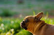 Foto: french bulldog looking like a bunny on sunny meado french bulldog looking like a bunny on sunny meado
