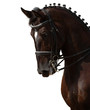 Image : black horse isolated on white