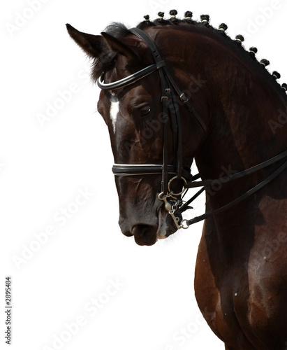 black horse isolated on white
