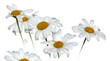 white camomile isolated on white white camomile isolated on white