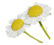 white camomile isolated on white white camomile isolated on white