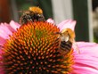 sonnenhut blüte mit bienen sonnenhut blüte mit bienen