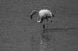 flamingo bw
